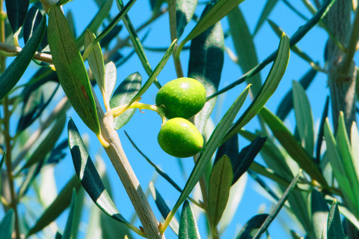 Olivenöl frühe Ernte