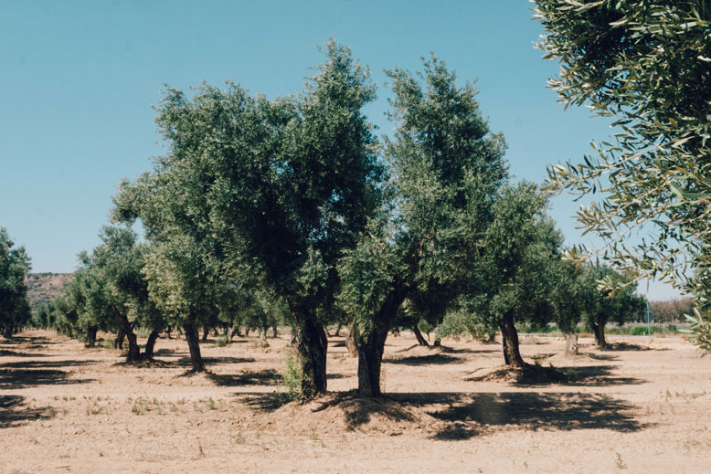 Olivenöl Spanien kaufen